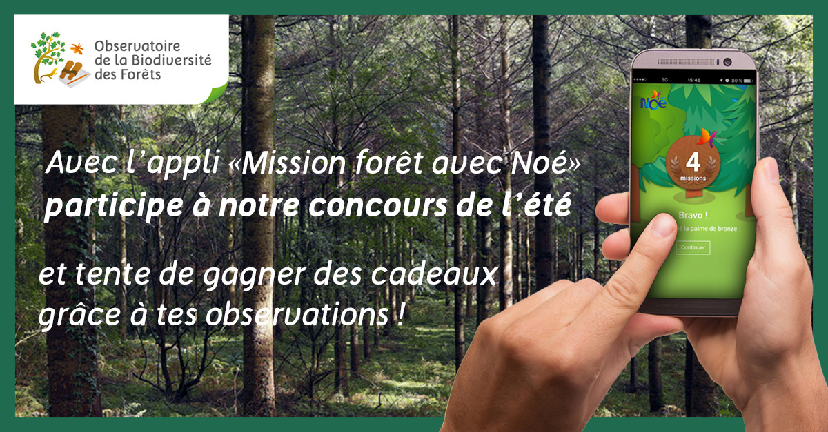 Photo de Concours national de l’Observatoire de la biodiversité des Forêts : à la recherche des espèces cachées dans les bois